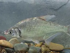 lol最新客户端下载-match效sfashion人如曽